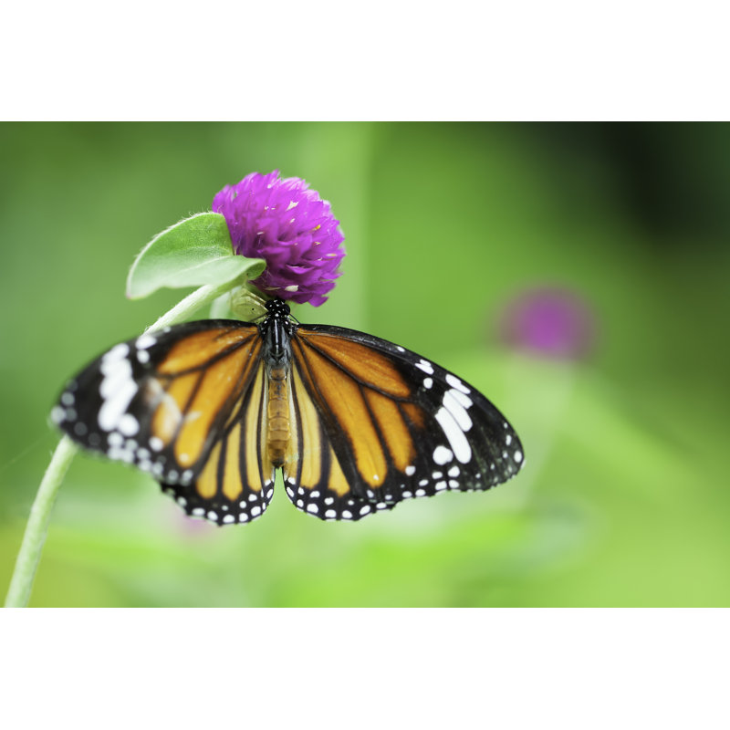 Photographie de papillon sur toile Lippencott, H 8 po x l 12 po