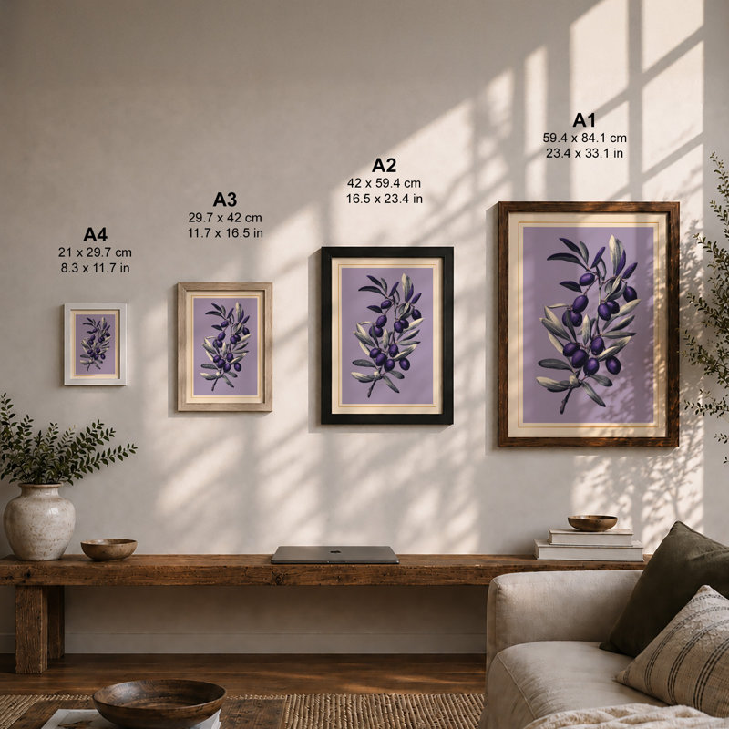 Olive Branch Study Botanical - Framed Print, Unframed, A2 - 59.4 x 42.0 cm