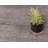 Akosua Jute/Sisal Indoor Rug-40280295