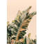 Growing Green Print by Alicia Bock-354439927-354439926