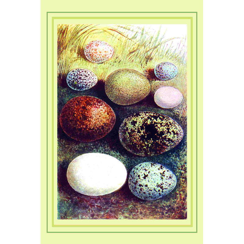 Collection d'œufs 3 - peinture sur toile tendue, H 12 po x l 8 po