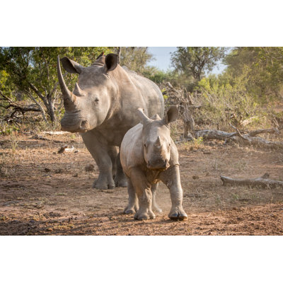 Rhinoceros - Photographie sur toile tendue