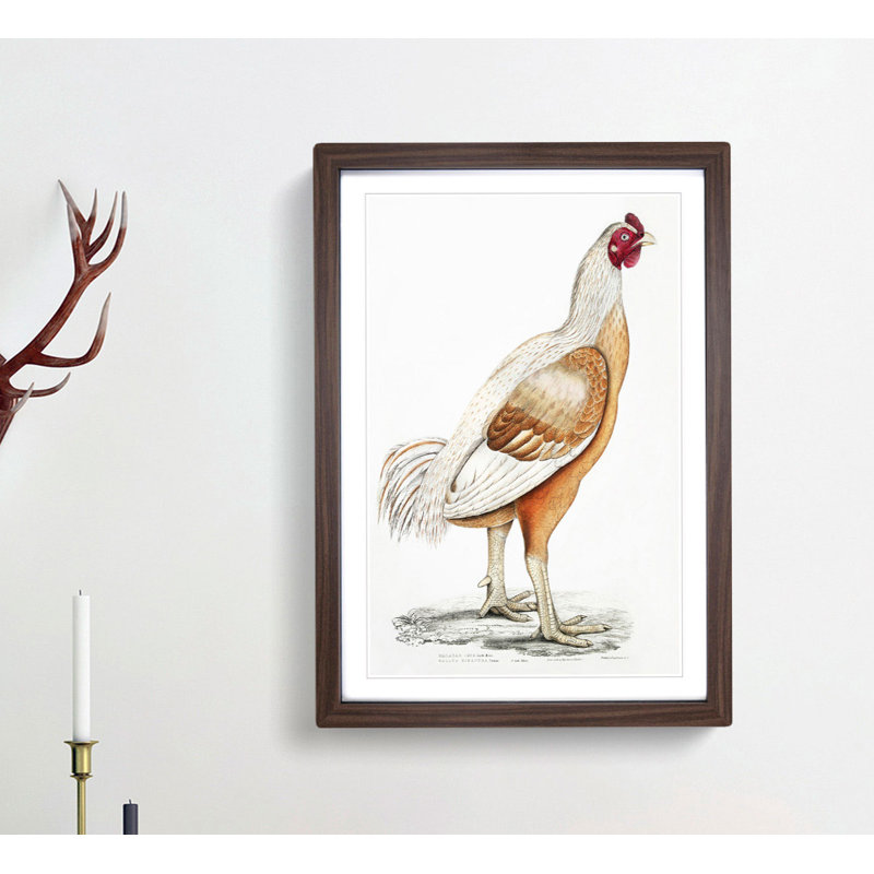 Malabar Cock by John Edward Gray - Picture Frame Art Print, 91cm H x 60cm W x 2cm D, Walnut