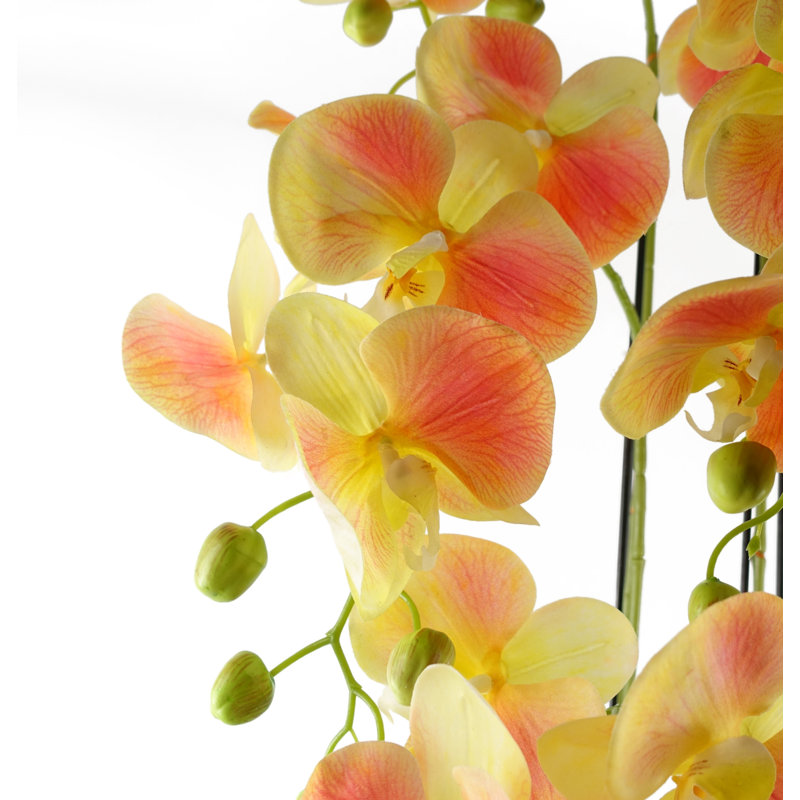 Anneus 110cm Plant