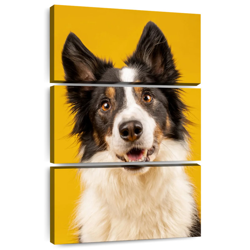 Border collie adorable Brampt, H 74 po x l 48 po