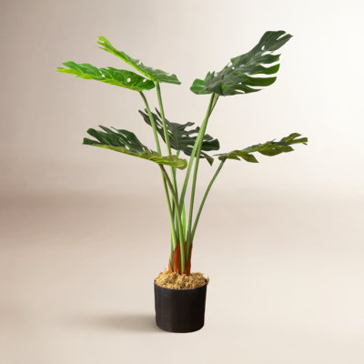 Monstera Plant in Pot