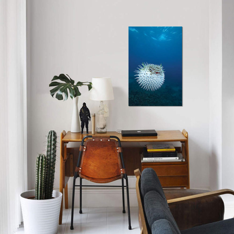 A Spotted Porcupinefish (Diodon Hystrix), Maui, Hawaii by VWPics - Gallery-Wrapped Canvas Giclée on Canvas, Wrapped Canvas