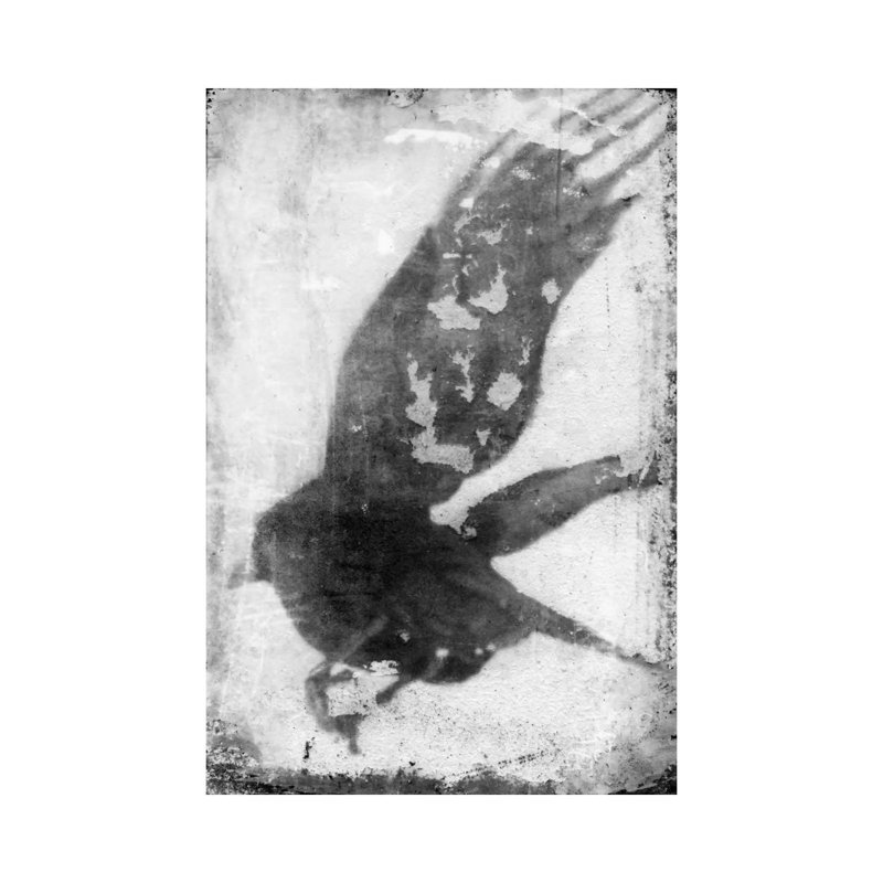 B&W Flight IV by Ingrid Blixt - Wrapped Canvas Print, 20.32 cm H x 30.48 cm W