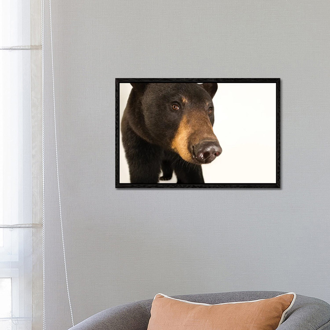 A Louisiana Black Bear At The Caldwell Zoo In Tyler, Texas von Joel Sartore - Galerie-verpackte Leinwand Giclée