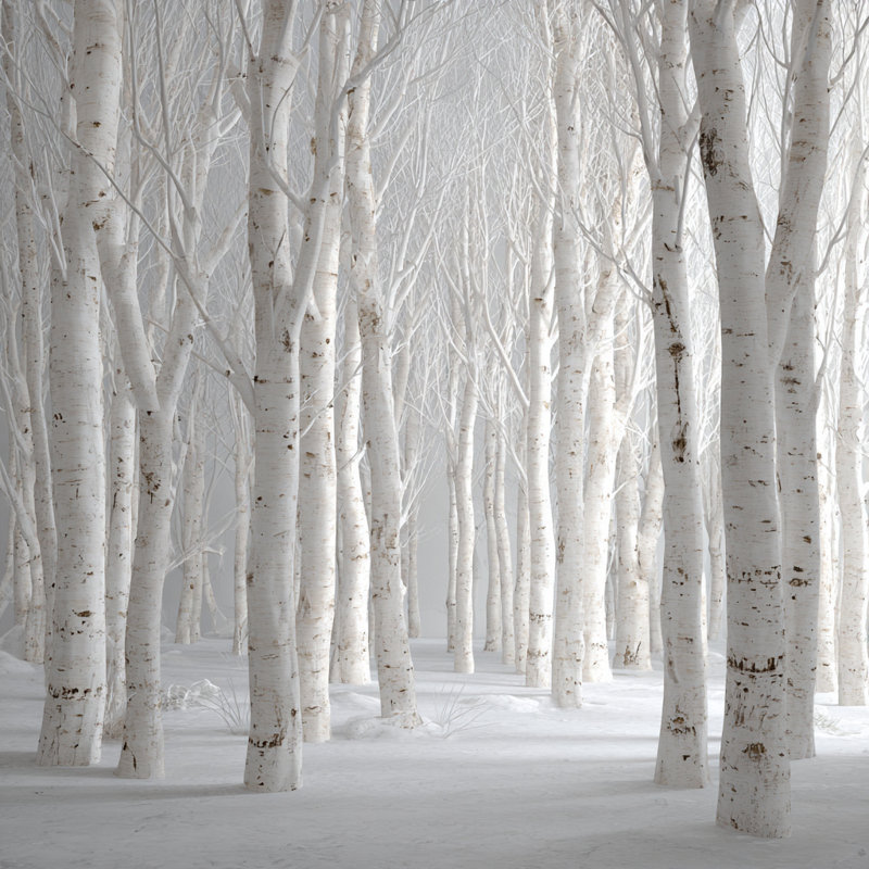«White Birch Snow Silence», art mural sur toile tendue, H 30 po x l 30 po