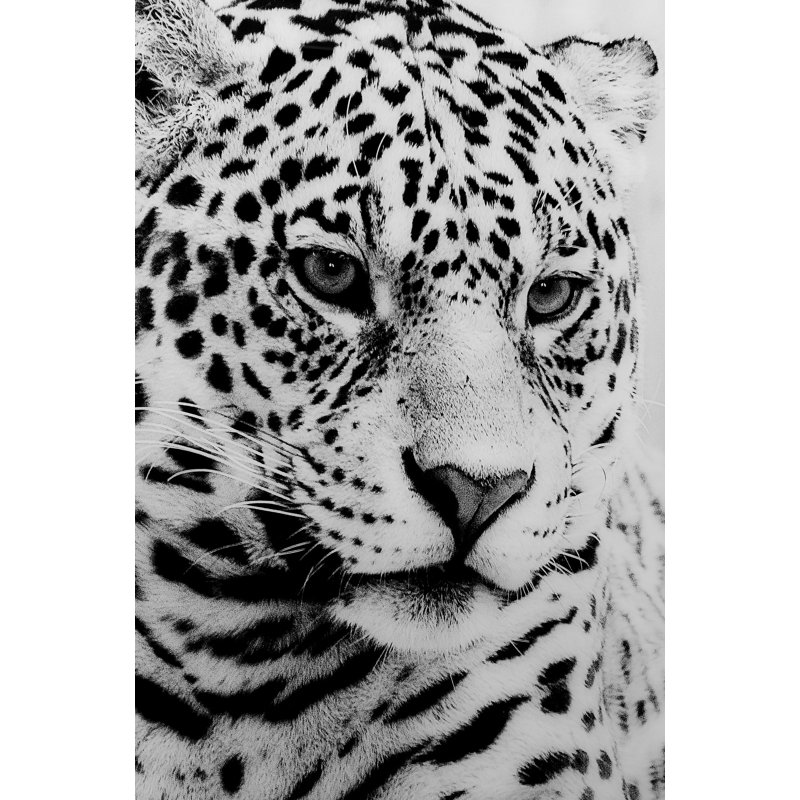 Unknown - Single Picture Frame Print on Glass