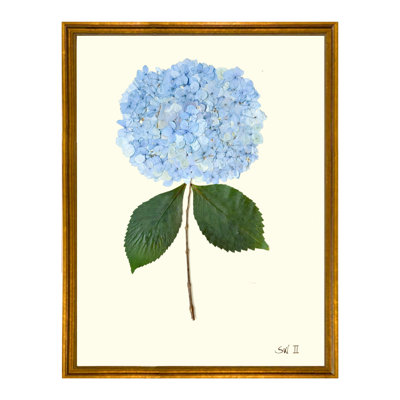 Pressed Hydrangea Print by Sandy Whitaker