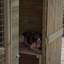 169.8cm H Wood Kennel