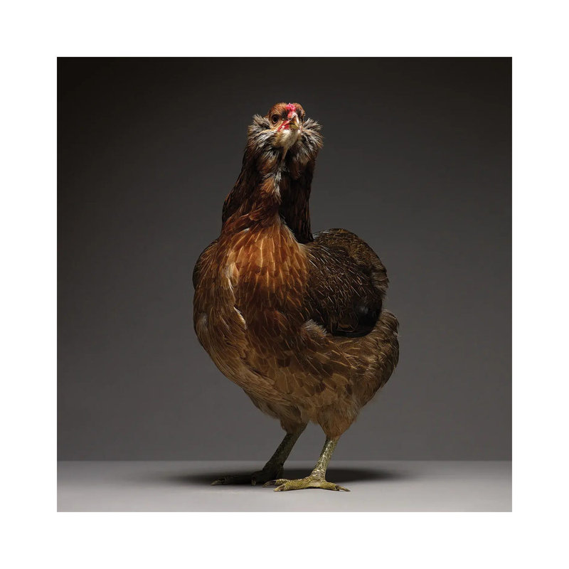 Araucana - Wrapped Canvas Print, 30.48 cm H x 30.48 cm W