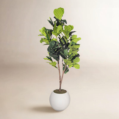 84" Fiddle Leaf Fig Tree in Planter