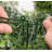 Artificial Hedge Panels Greenery Wall