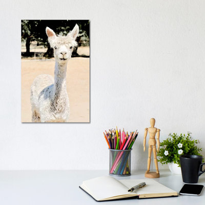 Extra White Alpaca by Susan Vizvary - No Frame Gallery-Wrapped Canvas Giclée on Canvas
