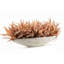 Maple Leaf Callisia-1033413801