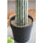 8x5x24.5"H Artificial Saguaro Cactus in Black Pot
