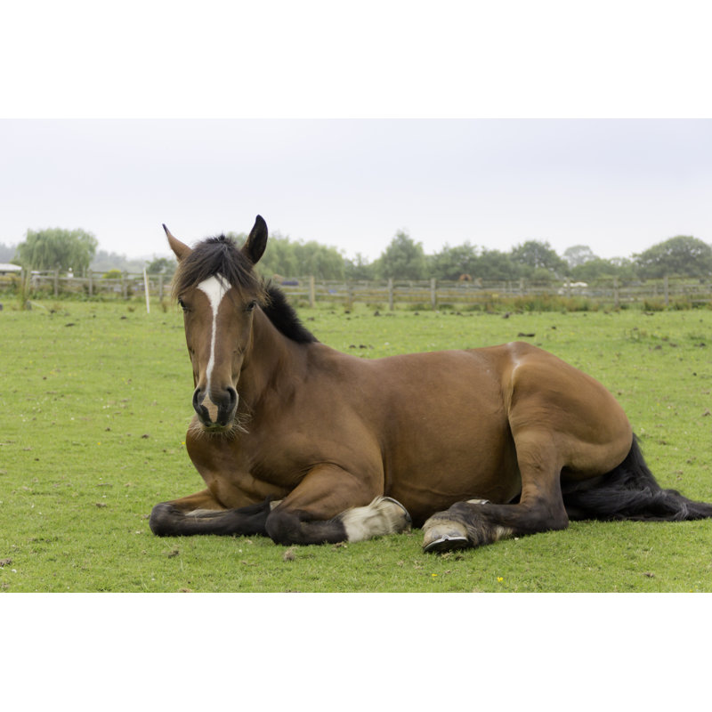 Chilling! by Groomee - No Frame Print on Canvas, 81cm H x 122cm W