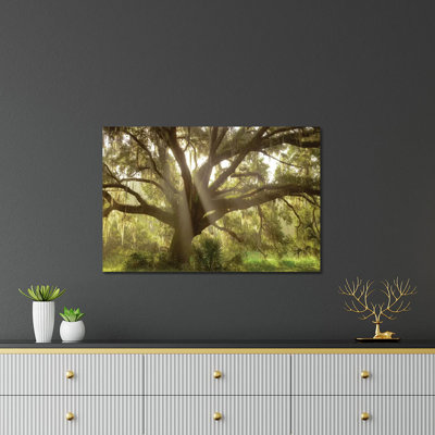 «Beautiful Southern Live Oak Tree, Flordia» par Maresa Pryor - impression non encadrée