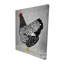 Poule noire et blanche Wyandotte-119180502