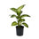 Costa Farms Dumb Cane Dieffenbachia Plant