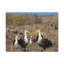 Groupe d'albatros-627864816