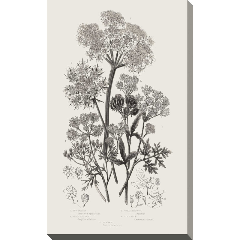 Plantes à fleurs VI neutre - Peinture, L 18 po x H 30 po, Toile tendue