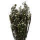 Alps 12-22" Natural Phylica Bundle, Preserved