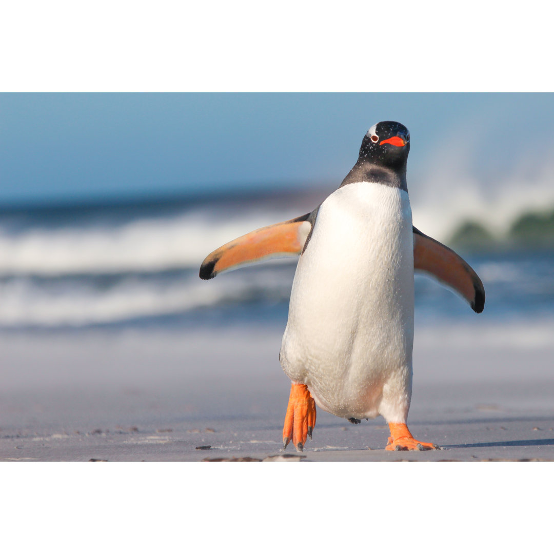 Wandbild Eselspinguin (Pygoscelis Papua) auf dem Strand