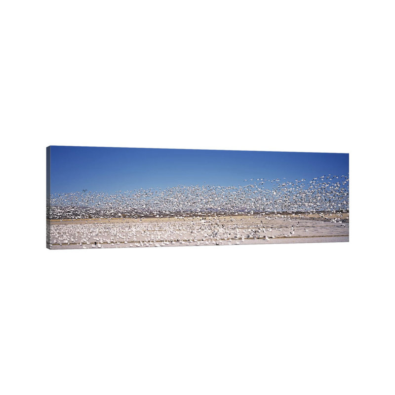 Flock of Snow Geese Flying, Bosque Del Apache National Wildlife Reserve, Socorro County, New Mexico, USA 1 Piece Wrapped Canvas Panoramic Wall Art