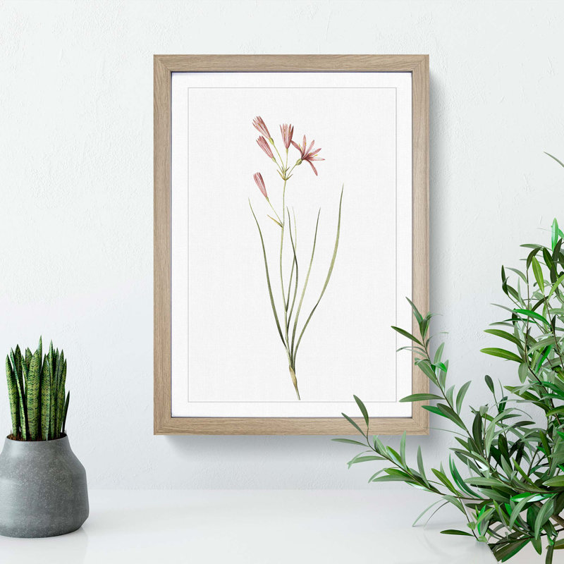 Amaryllis Flowers by Pierre-Joseph Redoute - Single Picture Frame Painting, 63cm H x 45cm W x 2cm D, Oak Framed