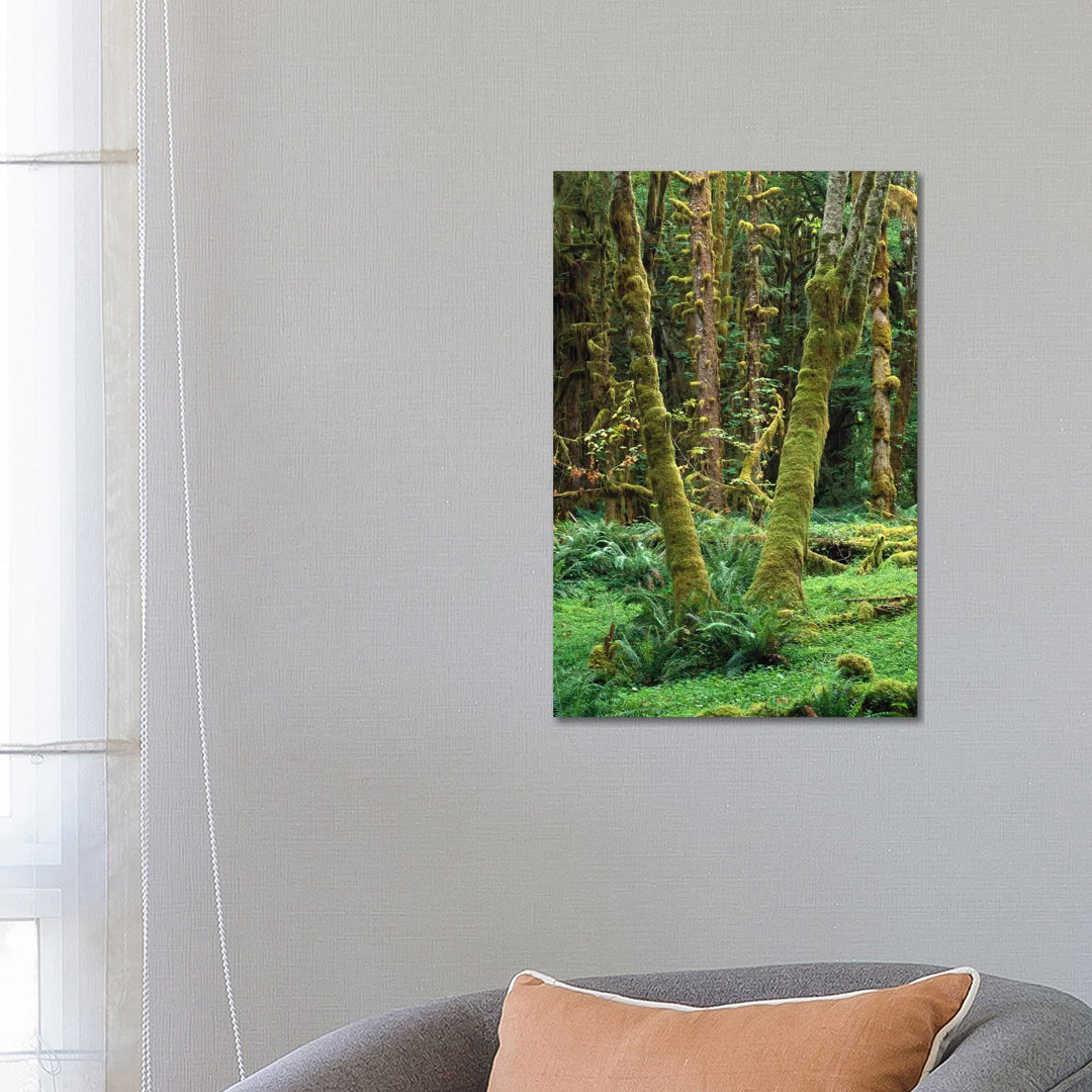 Maple Glade, Quinault Rain Forest, Olympic National Park, Washington von Tim Fitzharris - Gallery-Wrapped Canvas Giclée ...