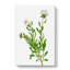 Silverbush Flowers by Pierre-Joseph Redoute - Wrapped Canvas Painting-55318244