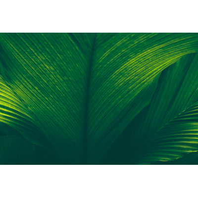 Tropical Leaf by Jasmina007 - Print
