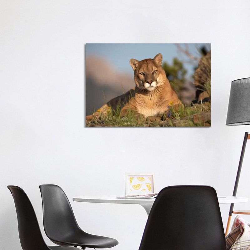 Mountain Lion Portrait, North America II by Tim Fitzharris - Wrapped Canvas Print, 101.6 cm H x 66.04 cm W x 1.91 cm D