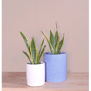 Upshining Live Snake Plant (Sansevieria) Plant in Ceramic Pot