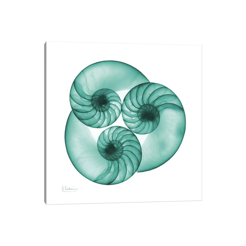 Nautilus Trio by Albert Koetsier - Wrapped Canvas Print, 66.04 cm H x 66.04 cm W x 1.91 cm D