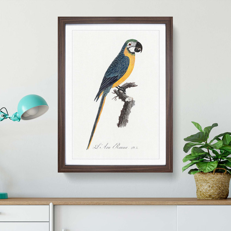 Blue and Yellow Macaw Parrot by F. Levaillant - Picture Frame Painting Print, Walnut Framed, 36cm H x 27cm W x 2cm D