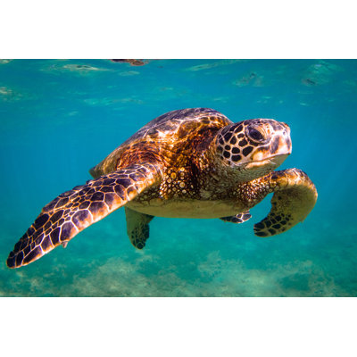 Hawaiian Green Sea Turtle by ShaneMyersPhoto - Wrapped Canvas Print