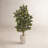 53'' Faux Ficus Tree in Earthenware Planter
