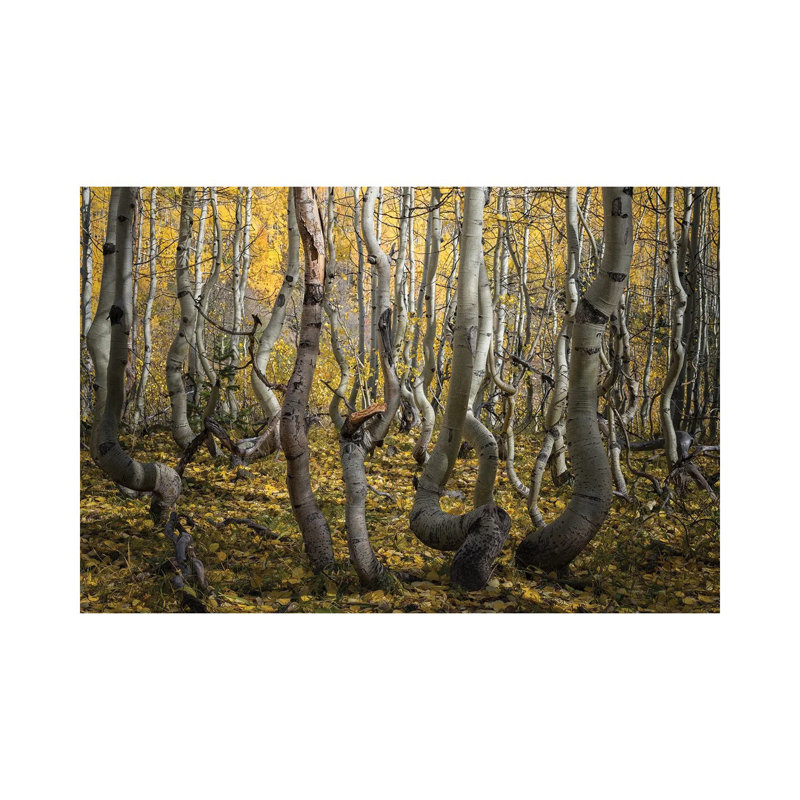 Crooked Aspen by Alex Li - Wrapped Canvas Print, 30.48 cm H x 45.72 cm W