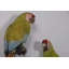 Statue taille réelle Macaw Buffon Lover Parrots
