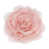 Rose pêche