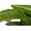 170cm Faux Banana Leaf Plant in Pot