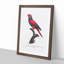 Violet-Necked Lory by F. Levaillant - Picture Frame Painting Print-55605542-55605546