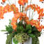Orchid Arrangement with Cactus in Fiberstone Planter-292671249