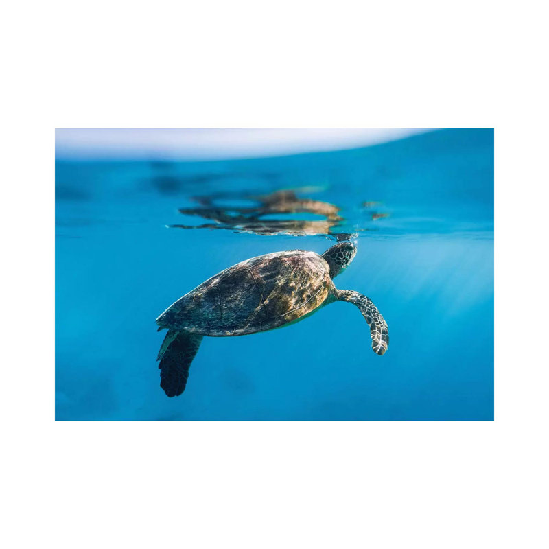 Large Turtle Underwater Reef by James Vodicka - Wrapped Canvas Gallery-Wrapped Canvas Giclée, 45.72cm H x 66.04cm W