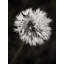 Water Drops On Dandelion Flower Print by Scott Norris-503701629